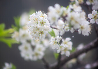 満開のスモモの花。