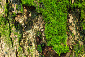 Natural background of mossy tree bark