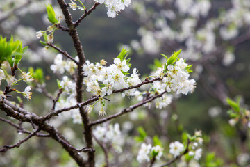 満開のスモモの花。