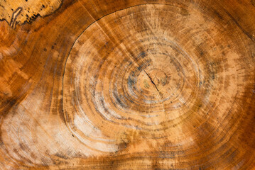 Naklejka premium wood cut texture background. Natural background