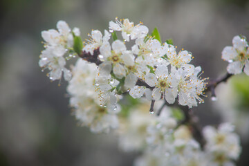 満開のスモモの花。