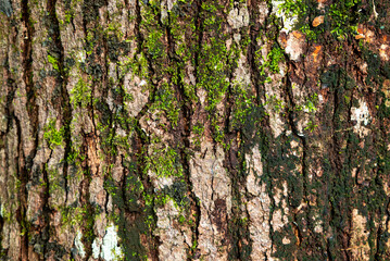natural background of tree bark texture