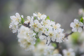 満開のスモモの花。