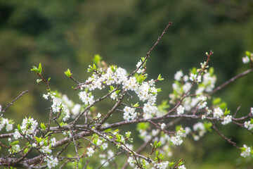 満開のスモモの花。