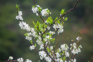 満開のスモモの花。