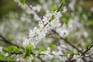 満開のスモモの花。