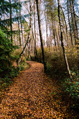 Alley path in a dense autumn forest park western Canada