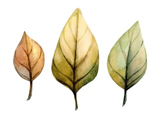 Beautiful watercolor illustrations of leaves showcasing different colors and shapes in a natural style