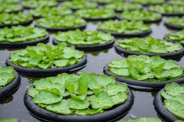 A tranquil view of green lettuce plants afloat on water, arranged neatly in circular containers, showcasing a serene hydroponic farming method.