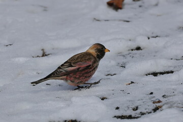 Rosy Finch migrating from the northern country to Japan and wintering in low mountains
