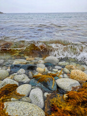 A serene coastal scene featuring a rocky shoreline with seaweed scattered across smooth stones. gentle waves create a tranquil atmosphere, capturing the essence of a peaceful day by the sea. the