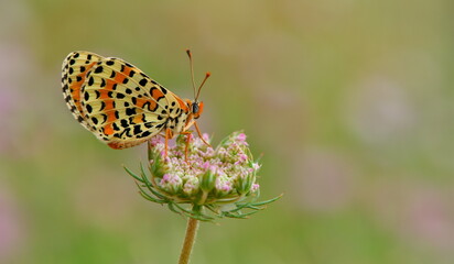 Melitaea Didyma  1134