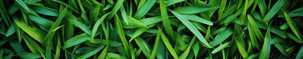 Obraz premium Handmade grassy meadow texture with seamless repetition for athletic branding materials. Aerial perspective of manicured lawn ideal for packaging design or environmental campaigns.