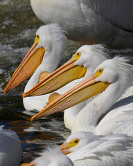 American White Pelican Trio Looking Wise