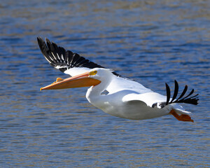 American White Pelican In Flight
