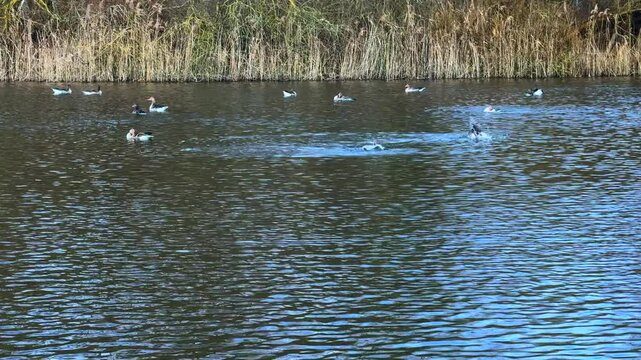 many greylag geese preen their feathers on a pond