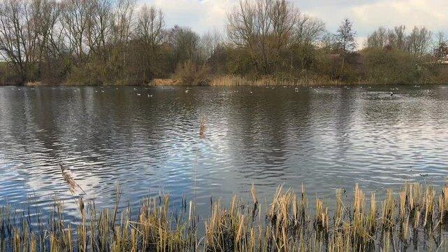 many greylag geese preen their feathers on a pond