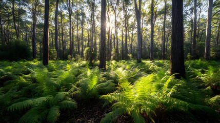 Obraz premium forest glade filled with ferns and tall trees, with a single shaft of sunlight illuminating the forest floor 
