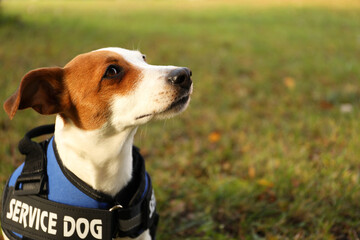 Cute Jack Russell Terrier wearing service dog vest outdoors, closeup. Space for text