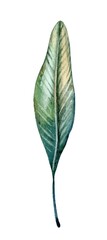 Artistic depiction of a green leaf with intricate details and natural colors, showcasing the beauty of nature