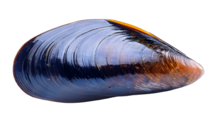Common blue mussel isolated on white background