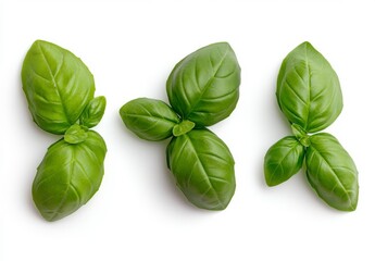 Fototapeta premium Three vibrant green basil sprigs arranged on a clean white background. The image is a close up, showing detail of the leaves