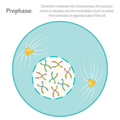 Prophase of mitosis cell division science graphic