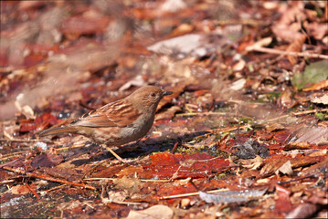Japanese Accentor spending winter in low mountains