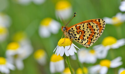 Melitaea Didyma 1137
