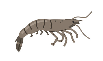 Prawn cartoon clipart. Cute alive shrimp or prawn vector illustration. Animal in flat style. Sea animals concept isolated on white background