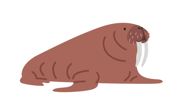 recommend clip art: Walrus cartoon clipart. Cute brown walrus (Odobenus rosmarus) vector illustration. Animal in flat style. Sea animals concept isolated on white background