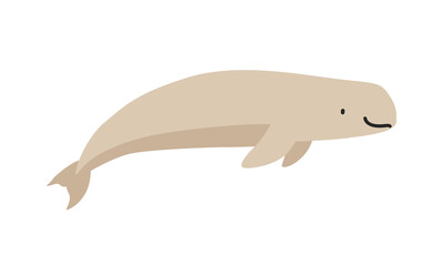 Beluga whale cartoon clipart. Cute white whale or Beluga whale (Delphinapterus leucas) vector illustration. White whale. Animal in flat style. Sea animals concept isolated on white background