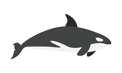 Killer whale (Orcinus orca) cartoon clipart. Cute killer whale or orca vector illustration. Animal in flat style. Sea animals concept isolated on white background