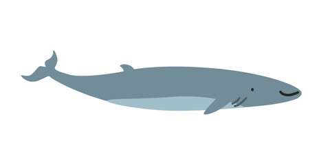 Fin whale (Balaenoptera physalus) cartoon clipart. Cute fin whale vector illustration. Animal in flat style. Sea animals concept isolated on white background