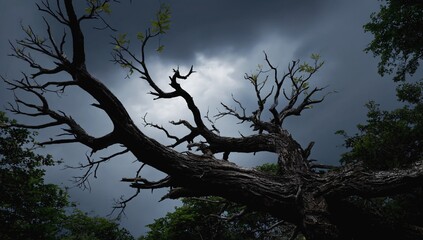 tree in the night
