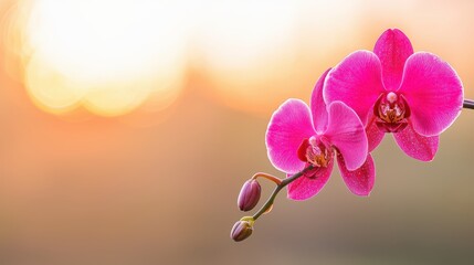 Fototapeta premium A vibrant pink orchid flower blooms against a soft, blurred background, illuminated by warm sunlight during golden hour.
