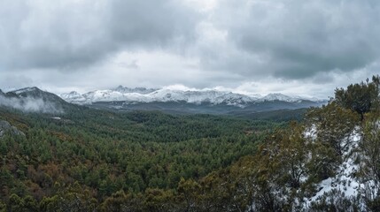 Obraz premium Panoramic View of Snow-capped Mountains and Evergreen Forest