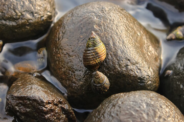 Snail with latin named rissoa monodonta on the rock. Snail rissoa monodonta has brown color. Snail rissoa monodonta is mollusca in the sea