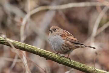 Japanese Accentor spending winter in low mountains