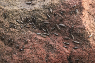 Porcellio spinicornis on the rock. Porcellio spinicornis is brown color insect