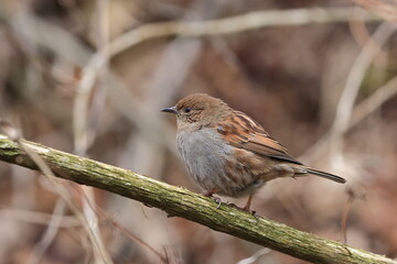 Japanese Accentor spending winter in low mountains