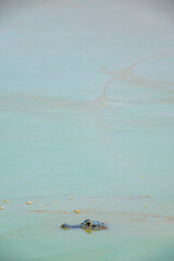 Caiman swimming in a Green Algal bloom - Pantanal
