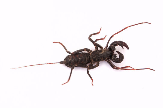 whip scorpion or mastigoproctus isolated on white background. whip scorpion has latin name mastigoproctus giganteus. mastigoproctus from thelyphonidae. whip scorpion is commonly know giant vinegaroon