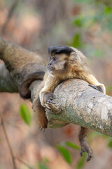 Capuchin Monkey Lying on a branch