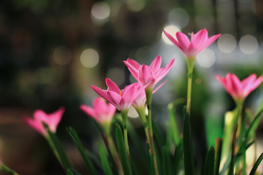 Pink rain lily zephyranthes flower blooms in the garden. Pink rain lily zephyranthes flower have latin named zephyranthes minuta. zephyranthes minuta flower from amaryllidaceae family