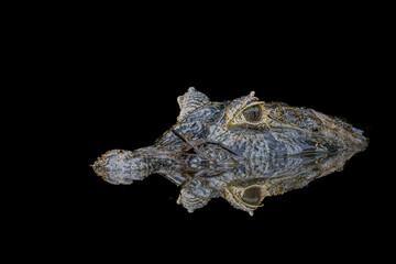 Caiman reflected in waters of the Pantanal