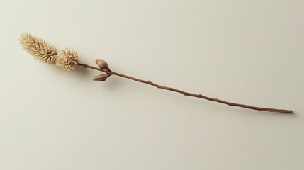 Single Salix caprea twig on white background