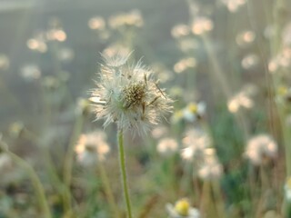 Whispers of the Wild: A captivating close-up of delicate wildflowers swaying gently in the wind, their feathery textures and soft hues capturing the essence of tranquility and nature's beauty.