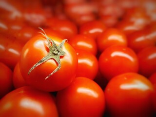 Ripe Tomatoes Pile: A close-up view of a bountiful heap of vibrant, ripe tomatoes. A single tomato is in focus, showcasing its freshness. The red hue fills the frame.