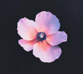 Naklejka premium pink poppy flower; isolated on soft black